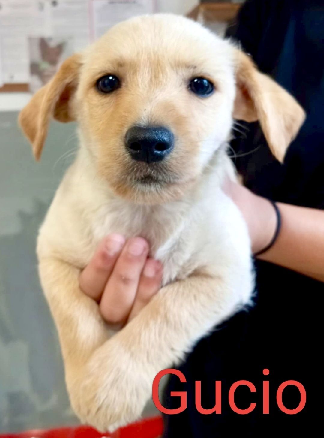 Gucio ,Henio i Jadzia opłacają się do adopcji :)
