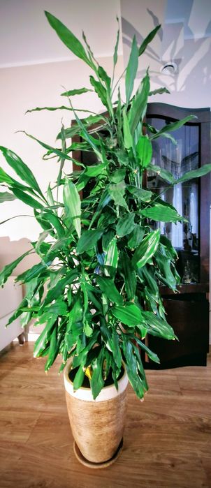 Sprzedam duży zdrowy kwiat DRACENY  w ładnej ozdobnej donicy