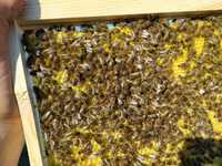 Бджолопакети УС, карніка, кордован