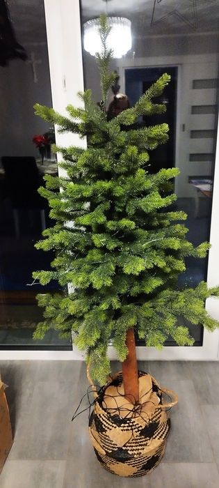 Choinka jak żywa