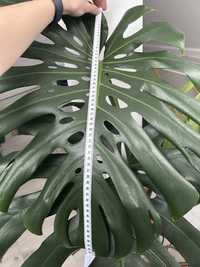 Monstera zielona kwiat