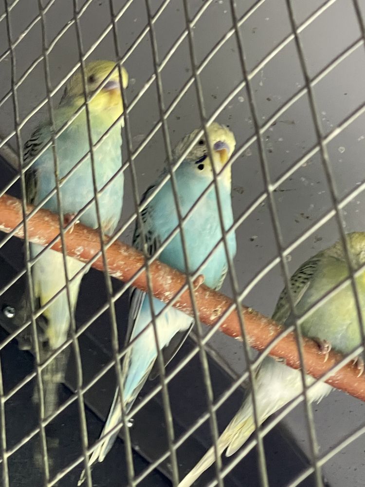 Різнобарвні хвилясті папуги