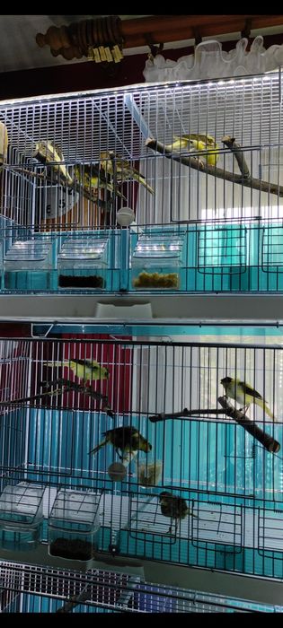 Kanarki z roku 2025 na obrączkach stałych