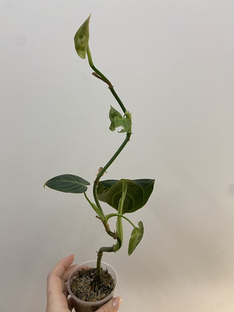 Philodendron Melanochrysum