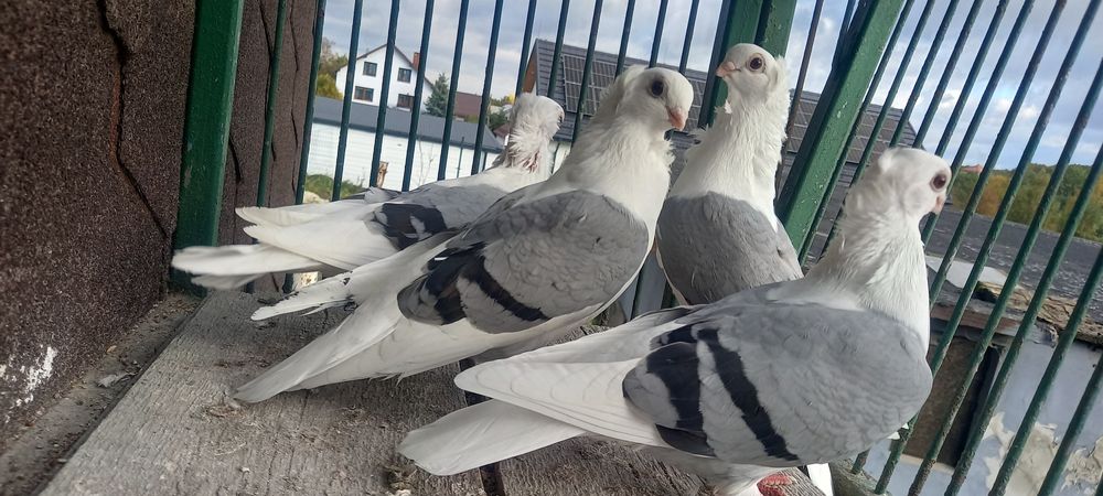 Gołębie mewki,mewka samce,samice