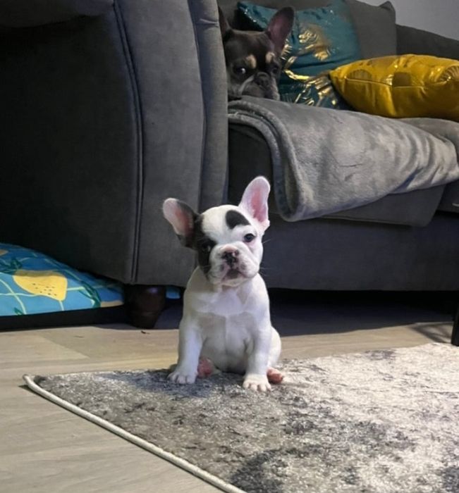 Buldog Francuski Suczka