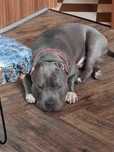 Amstaff Mocny Reproduktor