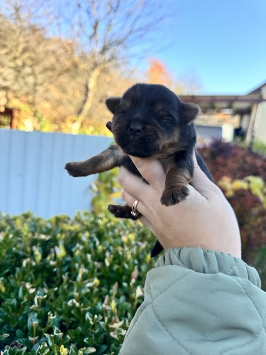 Гарний хлопчик йорк