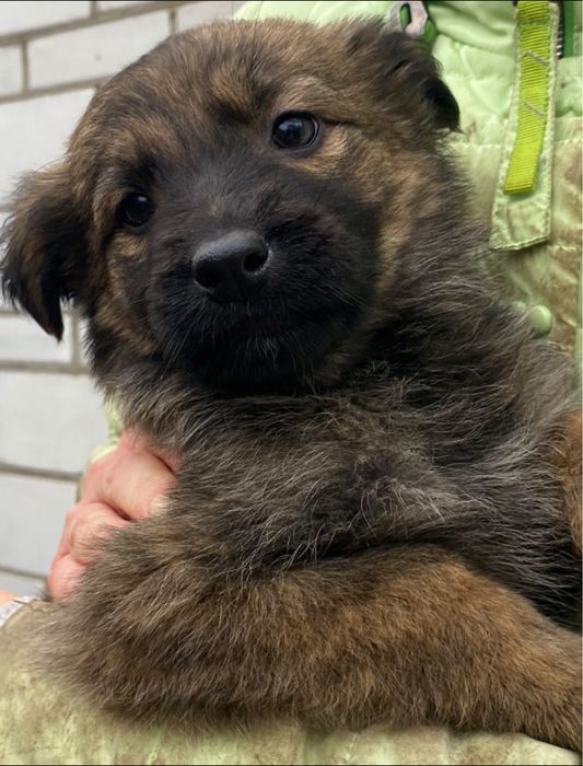 Ласкаві красиві щенята