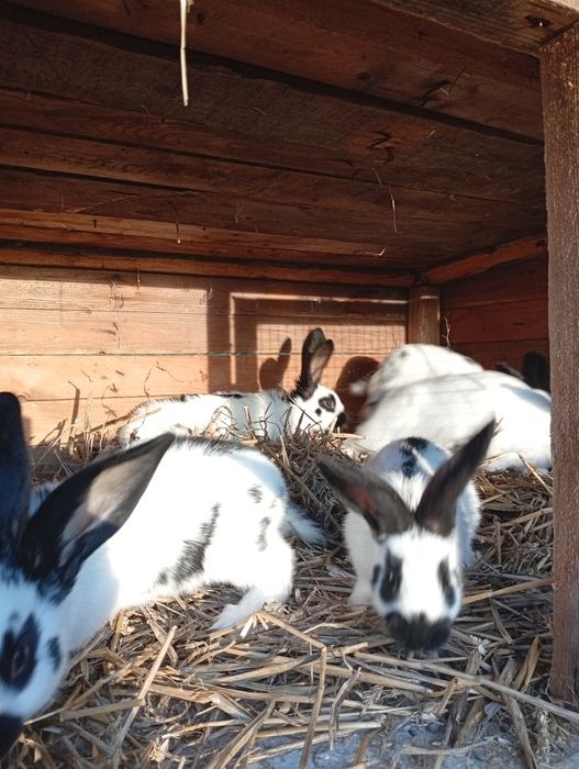 Króliki duży wybór