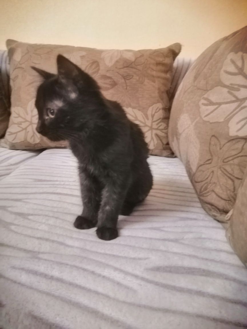 Котята в добрі руки