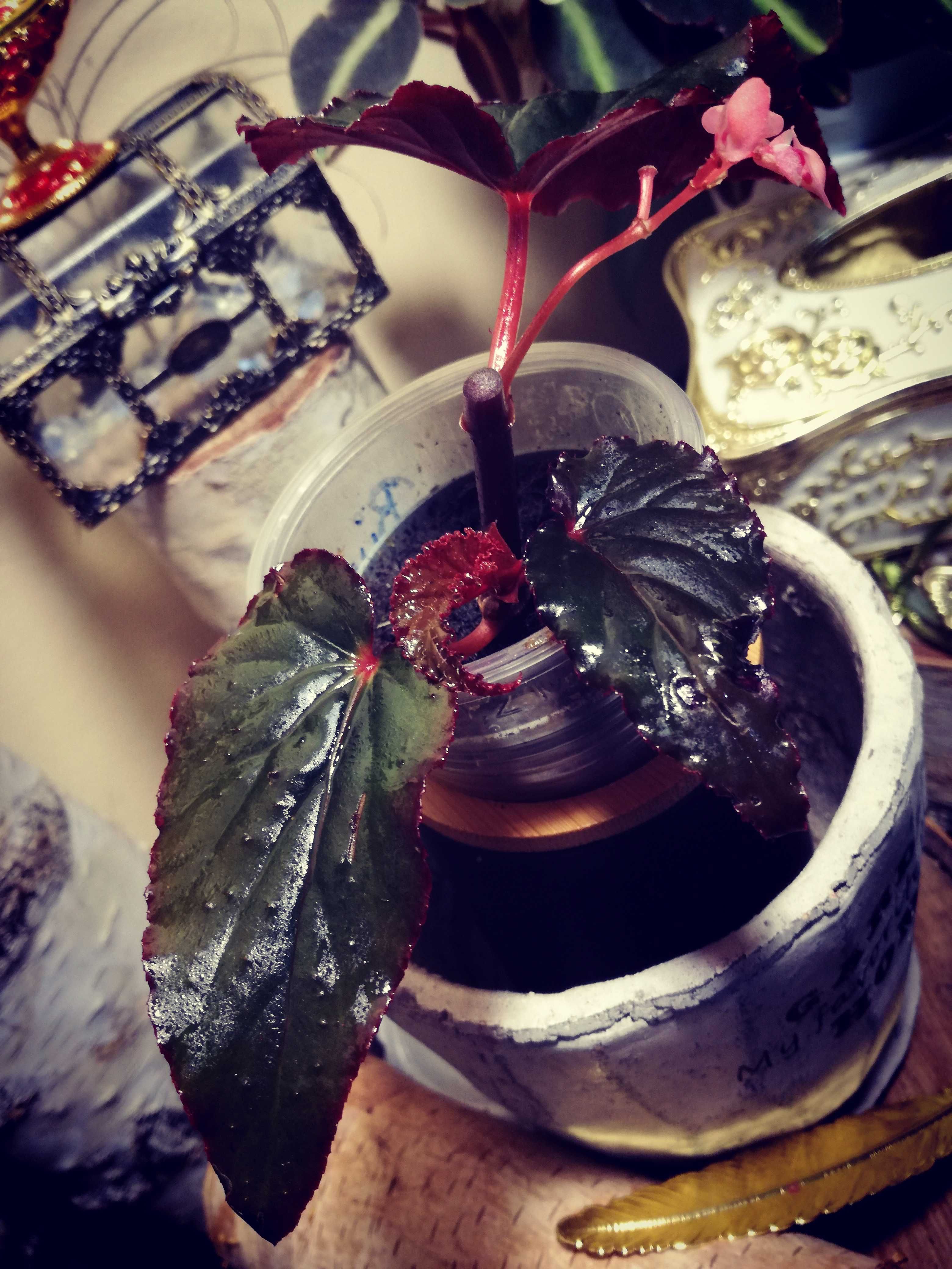 Begonia Black Magic roślina unikat egzotyk nie monstera i philodendron