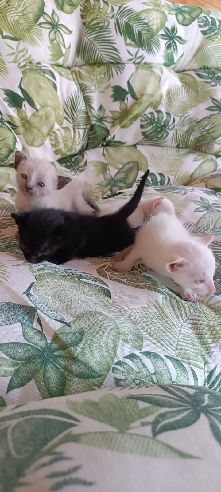 Gatinhos Para doar