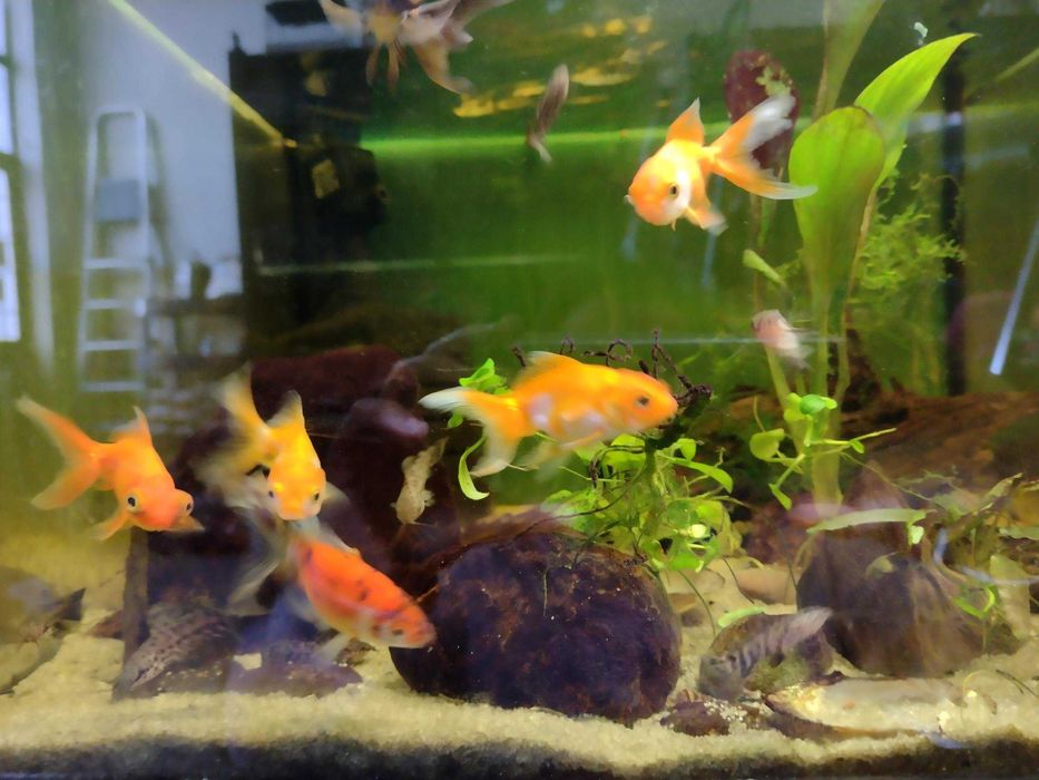 Welon pomarańczowy i biało-pomarańczowy