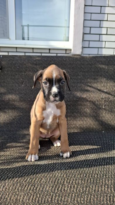 Щенки немецкого боксера