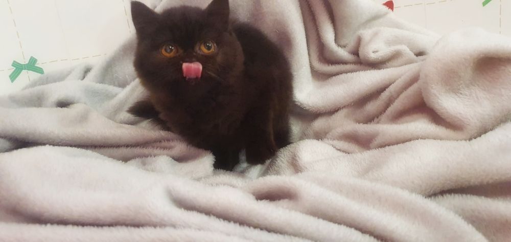 Kot Brytyjski * Czarno czekoladowa koteczka * BARDZO PUCHATA kotka * k