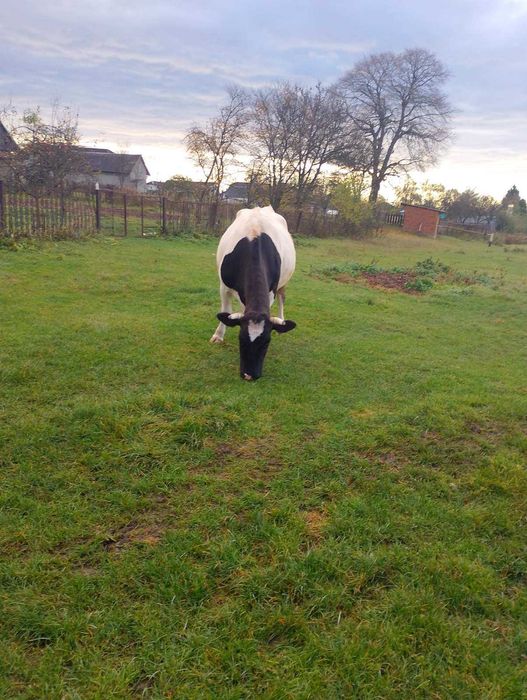 Продається молода корова