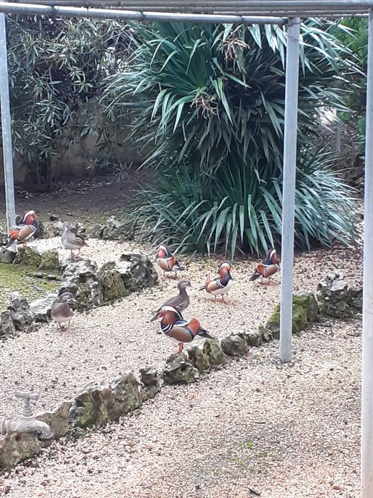 Patos Mandarim - Casais adultos