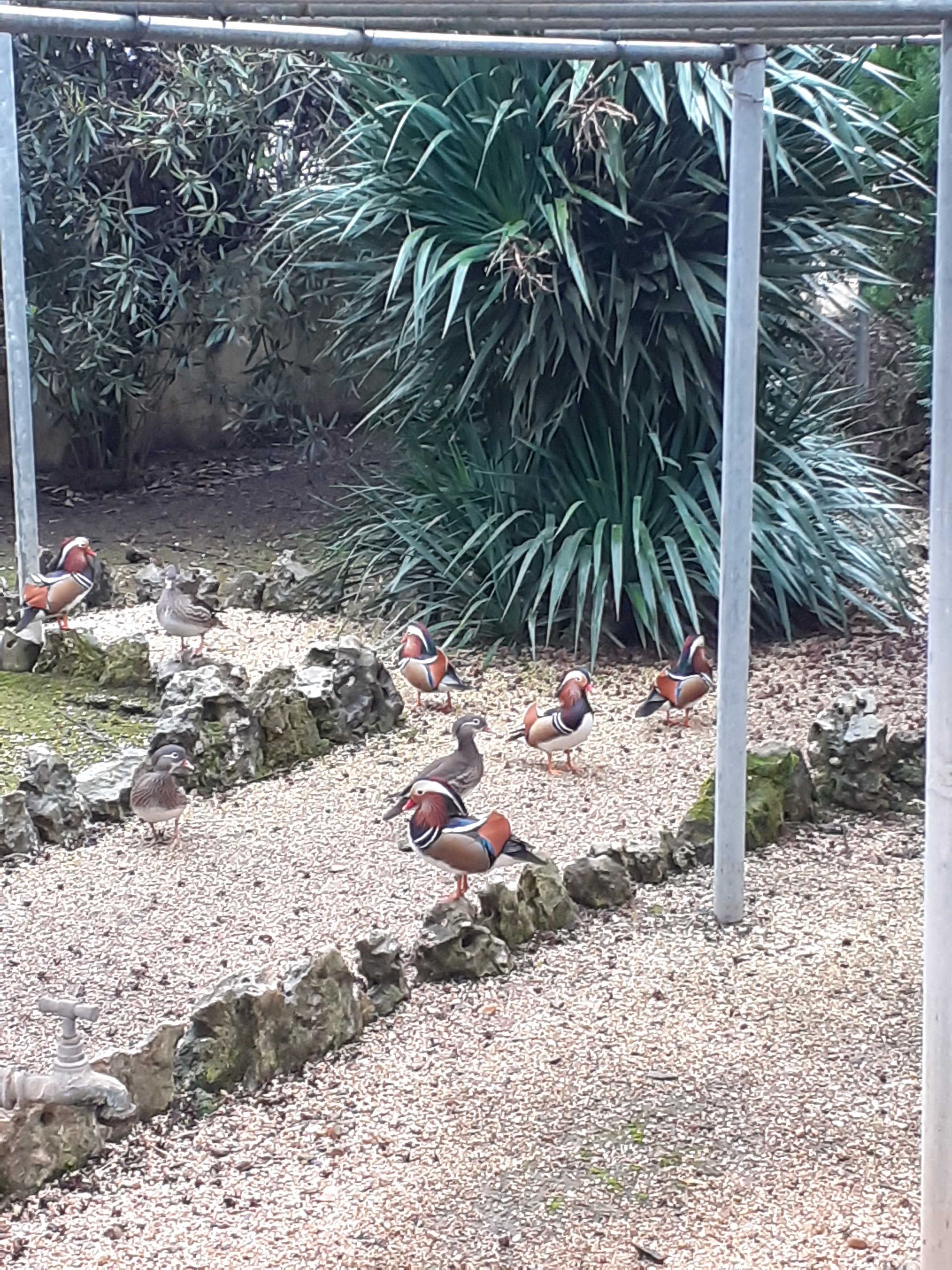 Patos Mandarim - Criação propria nacional