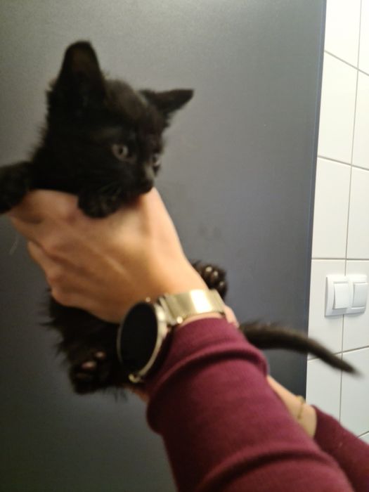 4 małe kociaki szukają odpowiedzialnych domów