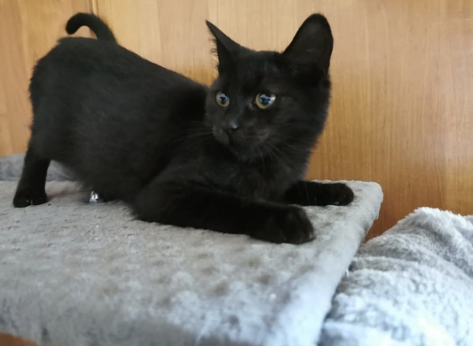 3 miesięczna koteczka szuka domu