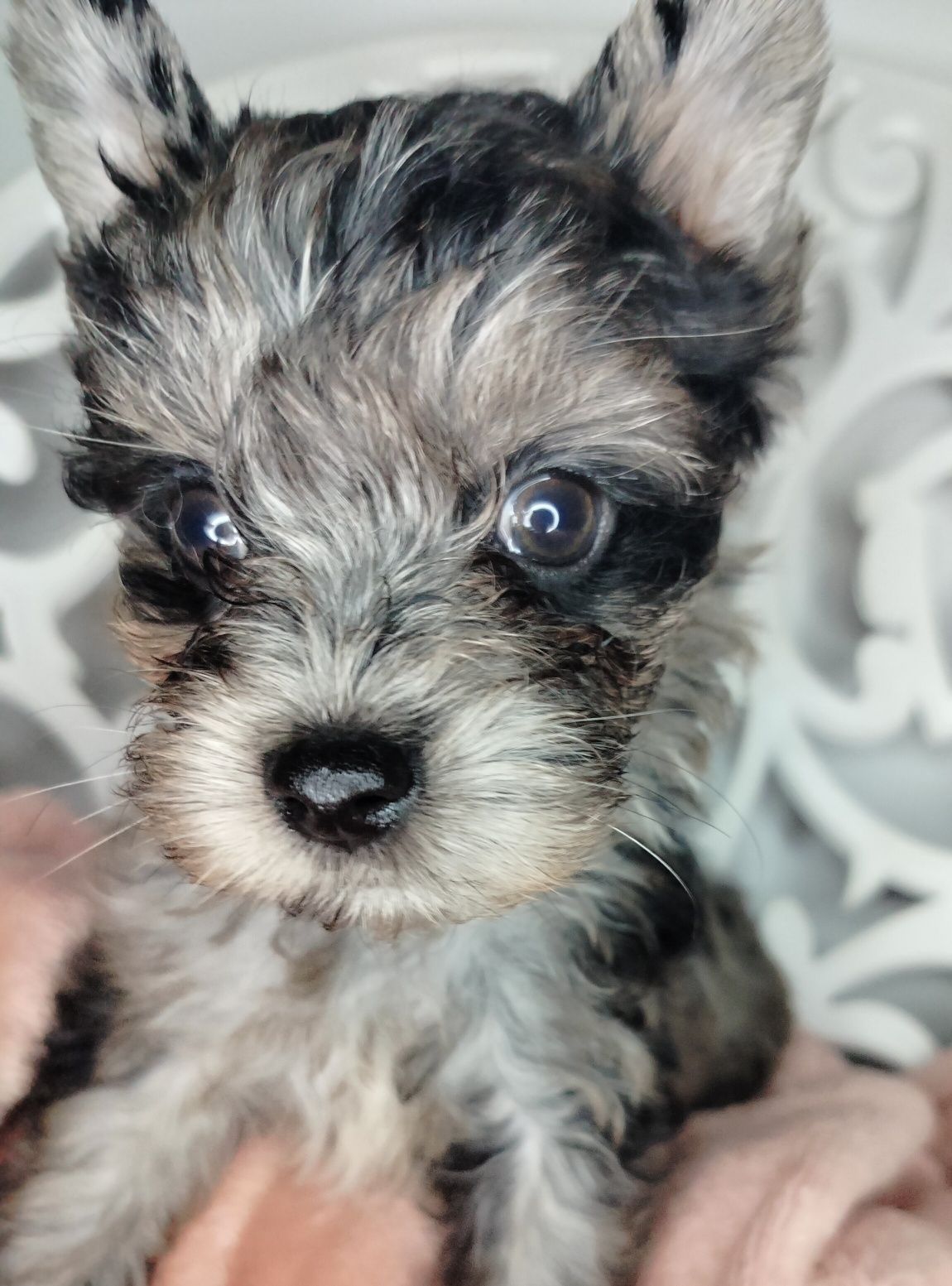 ZAREZERWOWANA. Yorkshire Terrier, Blumerle, suczka