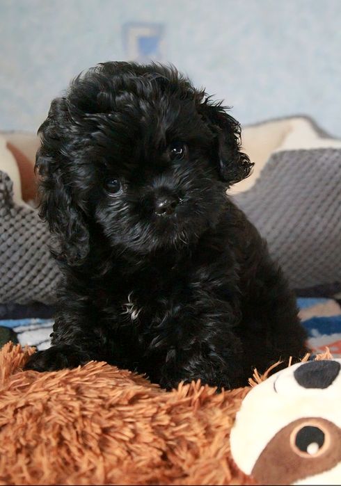 Кавапу f1 цуценята Мальтіпу Пудель