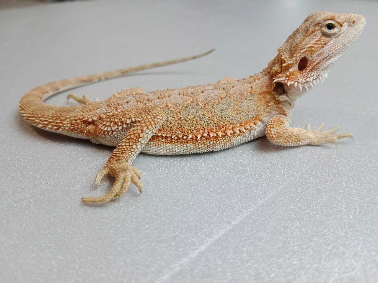 Бородата агама Pogona vitticeps