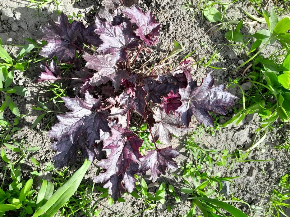 Гейхери со своего сада