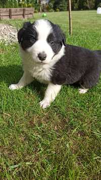 Border Collie piesek