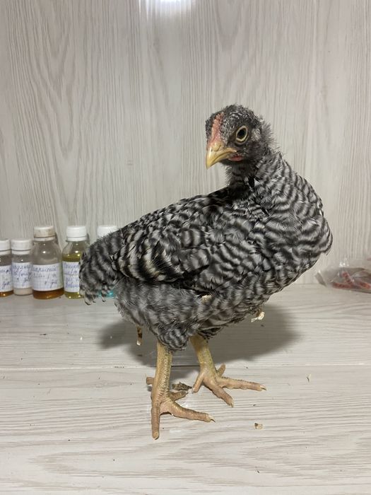 Півні амрокс і брама