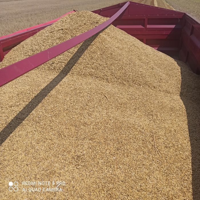 Owies jary Magelan pierwszy rok po centrali