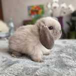 Karzełek baranek syjamski, królik miniaturka, (nie) mini lop, rasowy