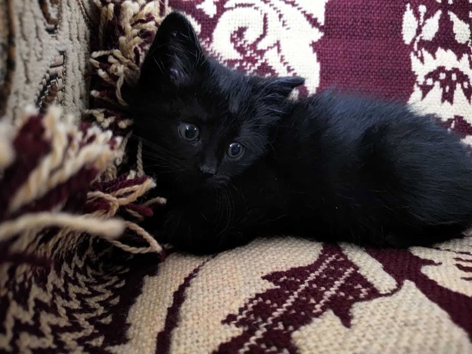 Śliczny kocurek Lucuś szuka domku