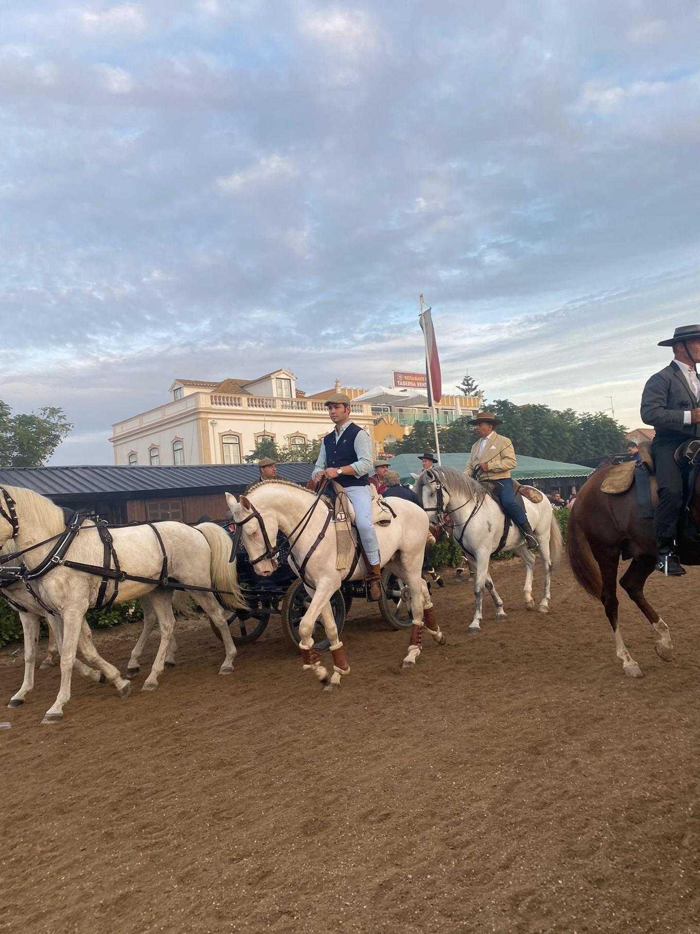 Poldro lusitano puro