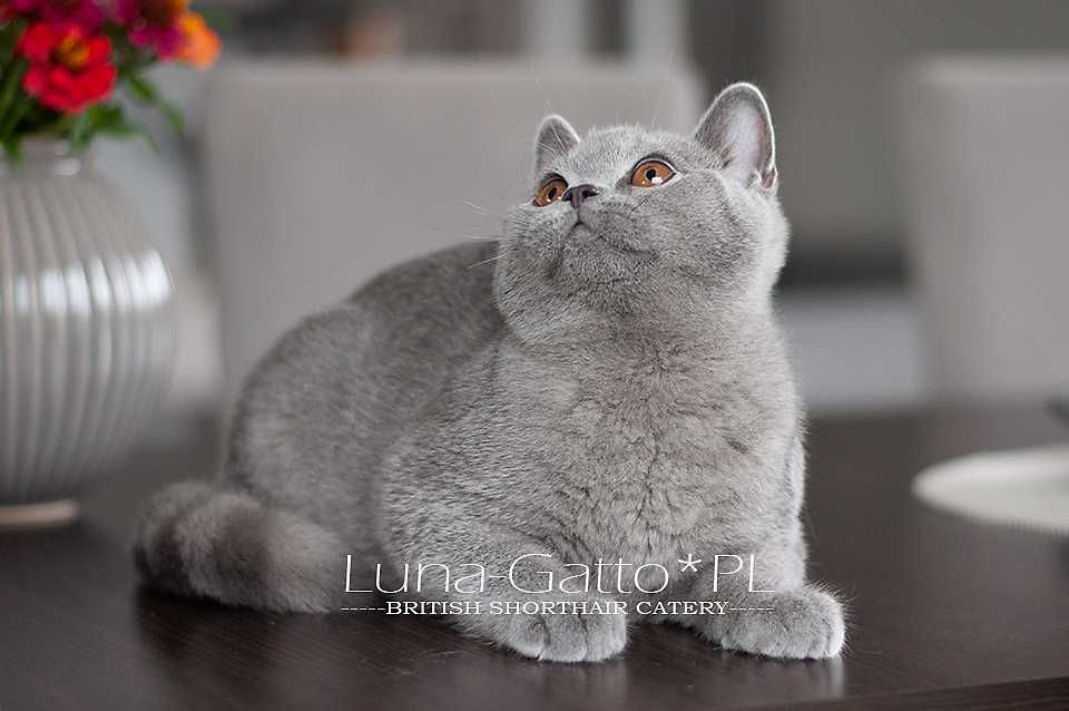 Kocur brytyjski, kot brytyjski niebieski - Rodowód FIFe
