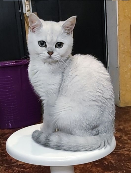 Мальчик серебристый шиншилла