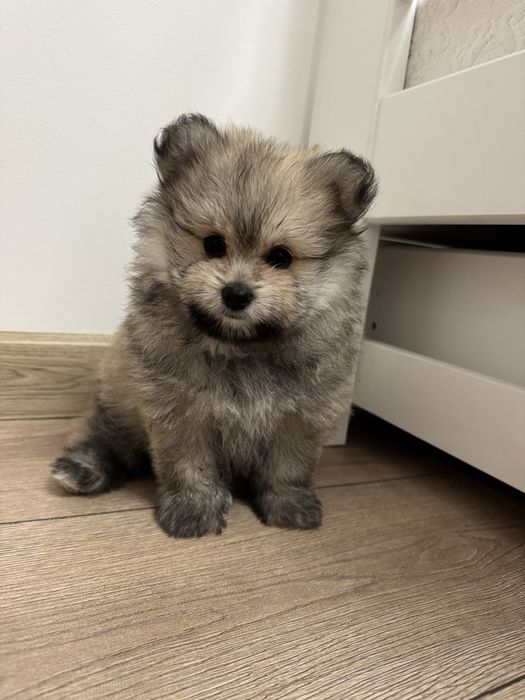 Pomeranin & Maltipom