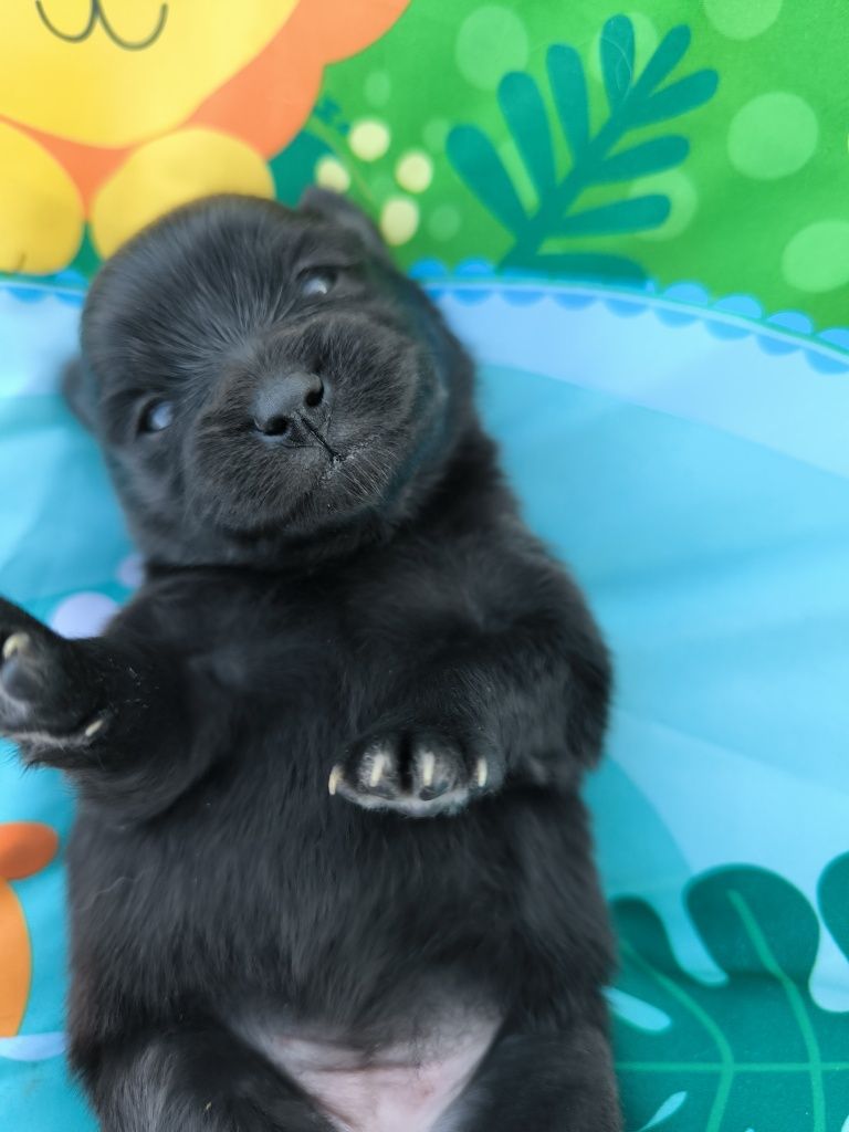 Szpic Miniaturowy pomeranian suczka