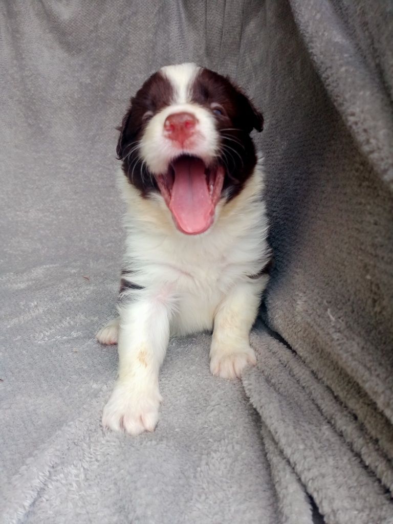 Śliczny piesek czekoladowy border collie