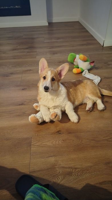 Welsh Corgi Pembroke FCI