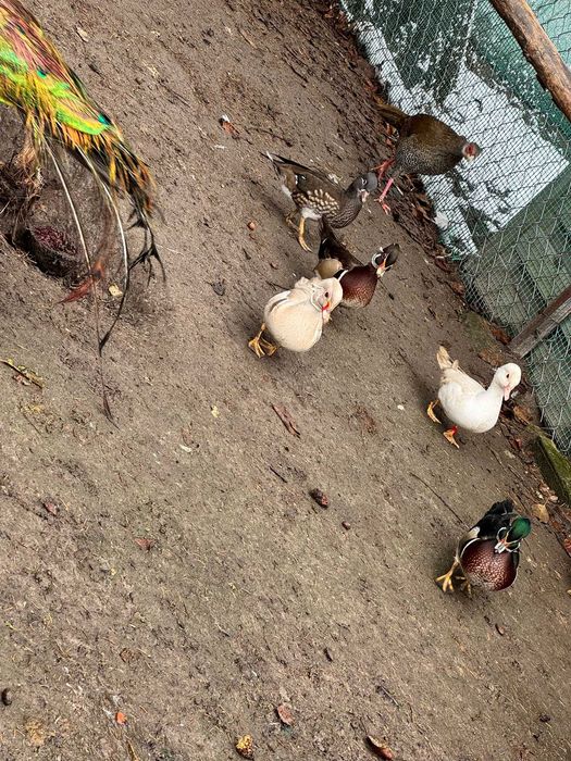 Sprzedam kaczki Mandarynki.