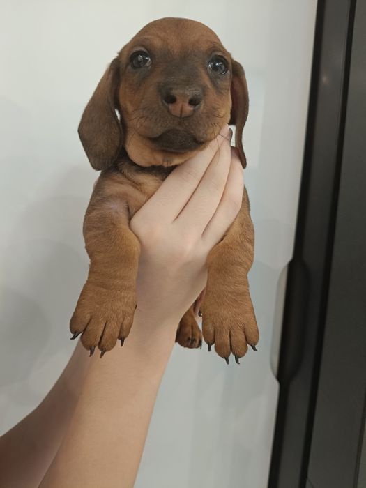 Sunia,jamniczka,jamnik,-rezerwacja