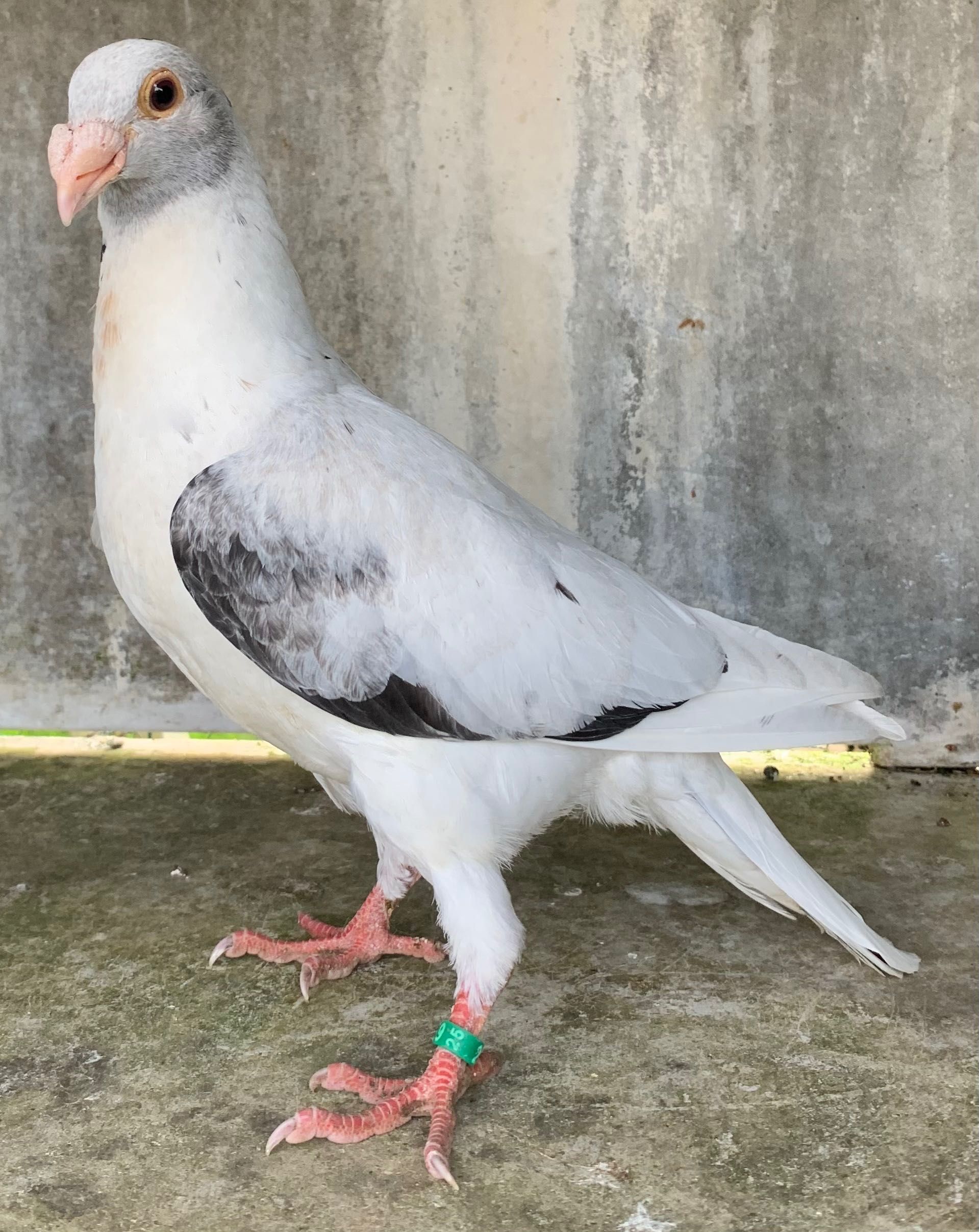 Pombos linha antiga