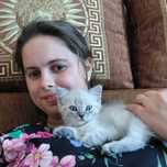 Подарую шотланське кошеня  в гарні руки