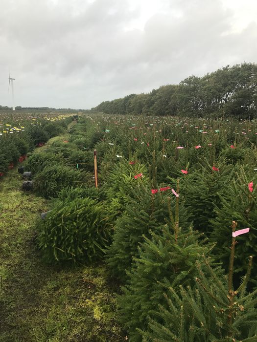 Jodła Kaukaska Donica