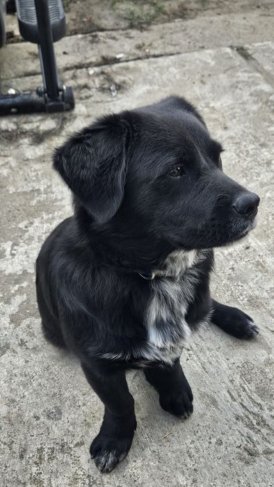 Oddam za darmo,piękny pies