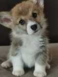 Welsh Corgi Pembroke N/B