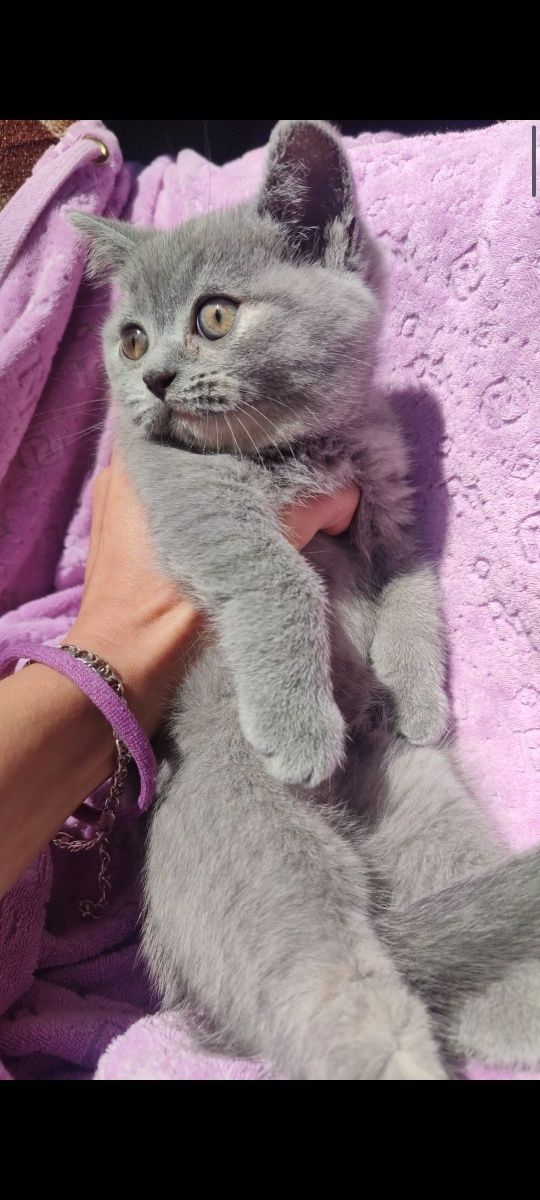 Шотландская прямоухая девочка