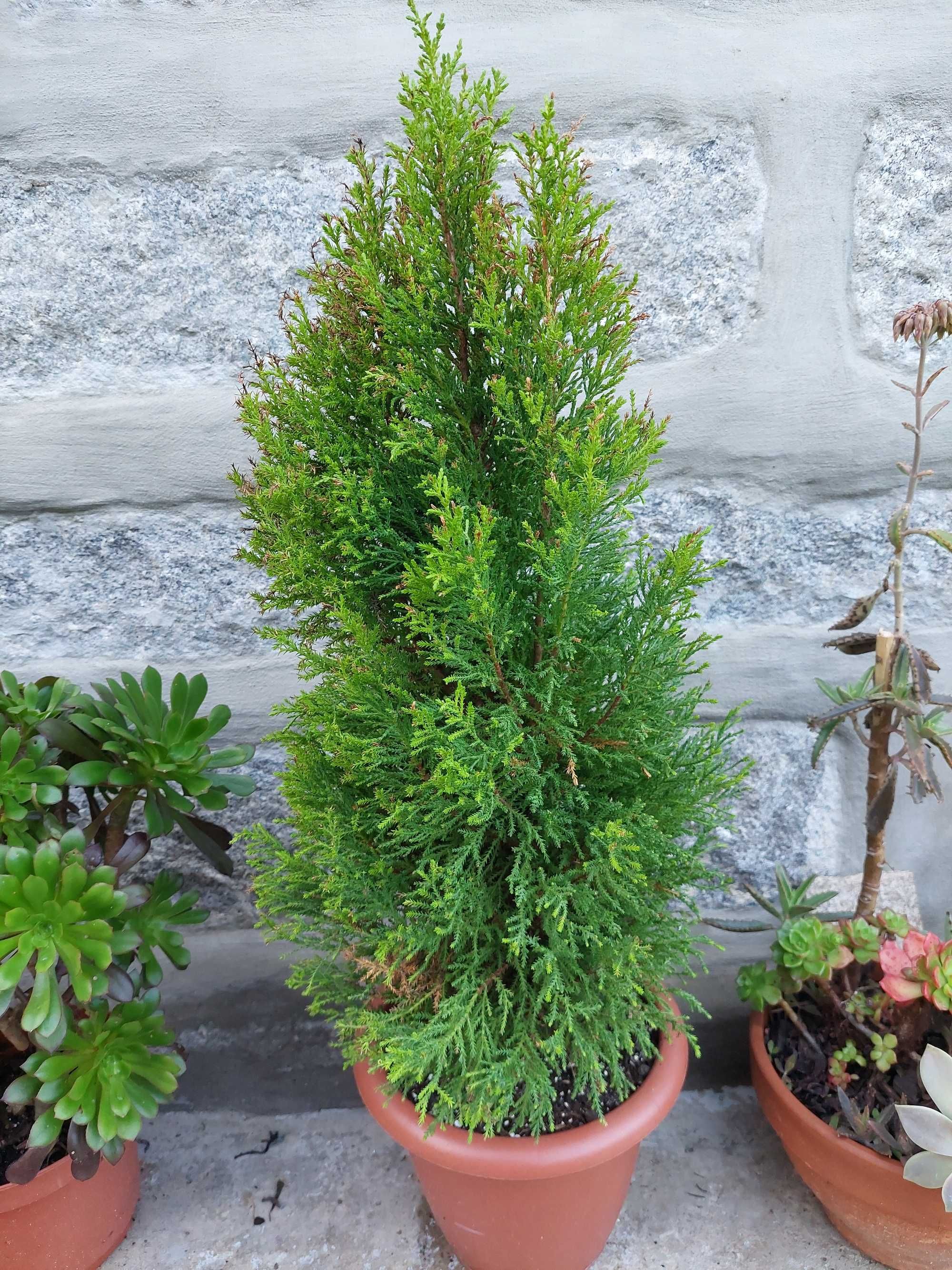 Planta Cupressus lemon
